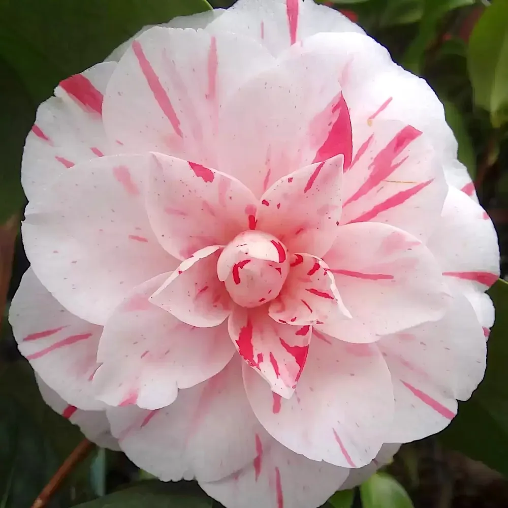 Camellia japonica 'Contessa Lavinia Maggi' (Bicolor) - floarea dubla (rezistenta la inghet)