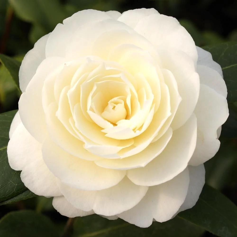 Camellia japonica 'Dahlonega' - floare dubla (rezistenta la inghet)
