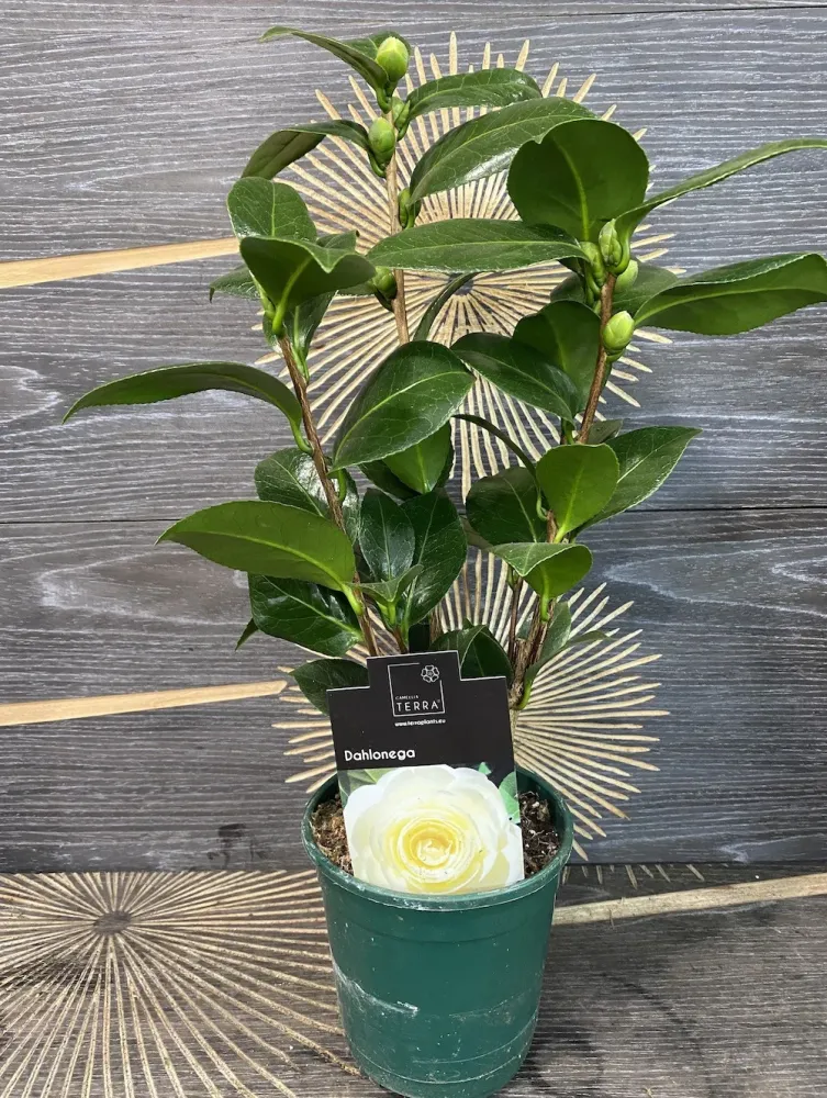 Camellia japonica 'Dahlonega' - floare dubla (rezistenta la inghet)