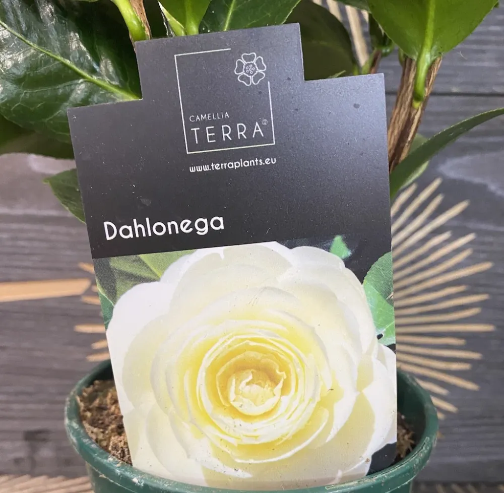 Camellia japonica 'Dahlonega' - floare dubla (rezistenta la inghet)