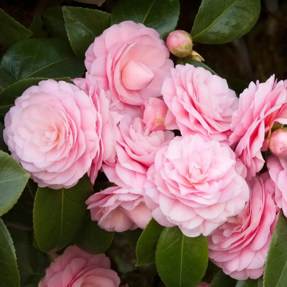Camellia japonica 'Double Pink' - rezistenta la inghet, exemplare tinere
