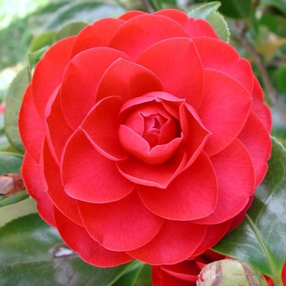 Camellia japonica 'Eugenia de Montijo' - floare dubla (rezistenta la inghet)