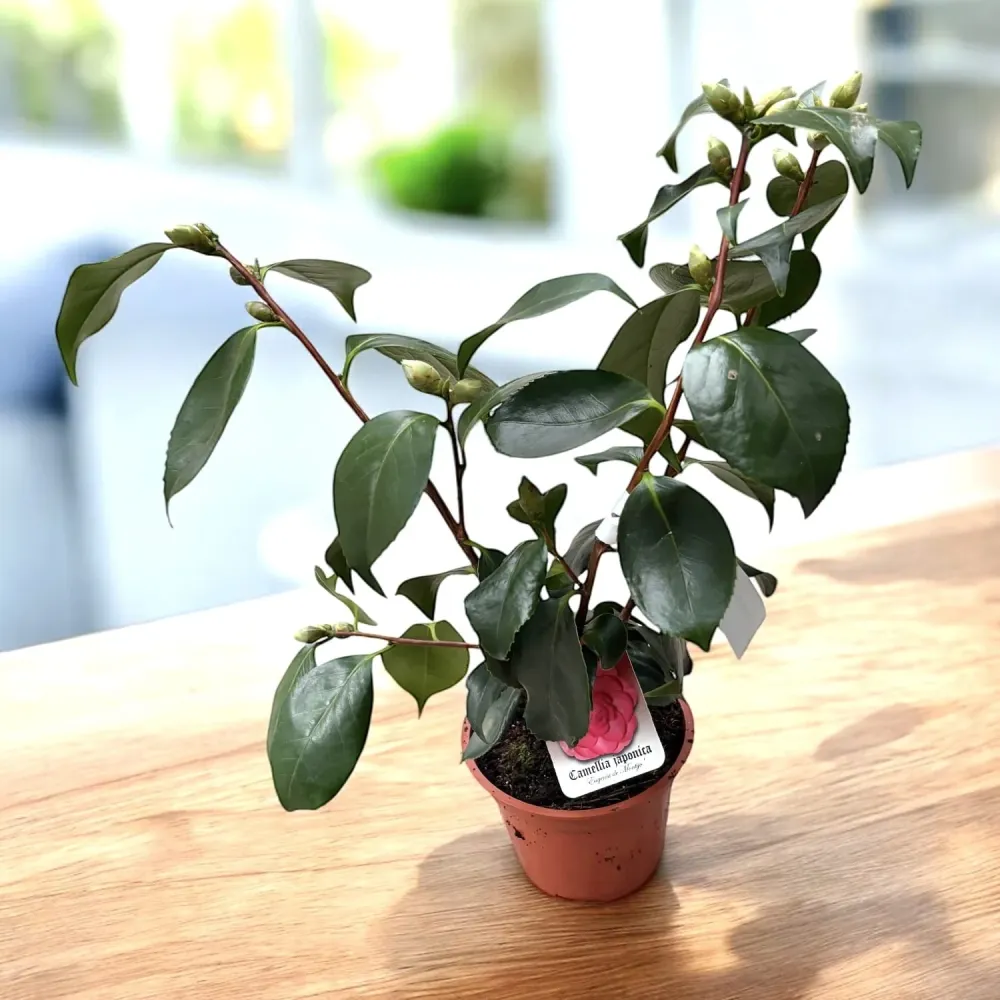 Camellia japonica 'Eugenia de Montijo' - floare dubla (rezistenta la inghet)