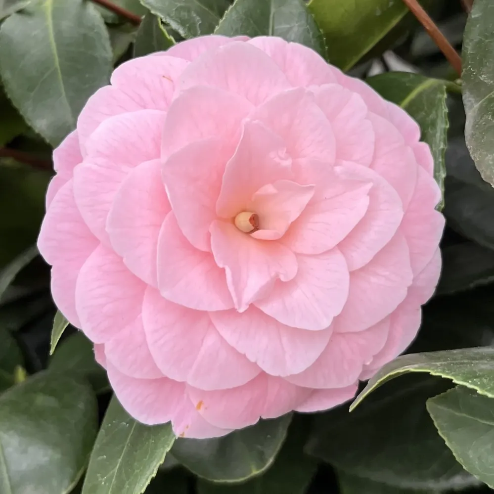 Camellia japonica 'Frau Minna Seidel' - floare dubla (rezistenta la inghet)