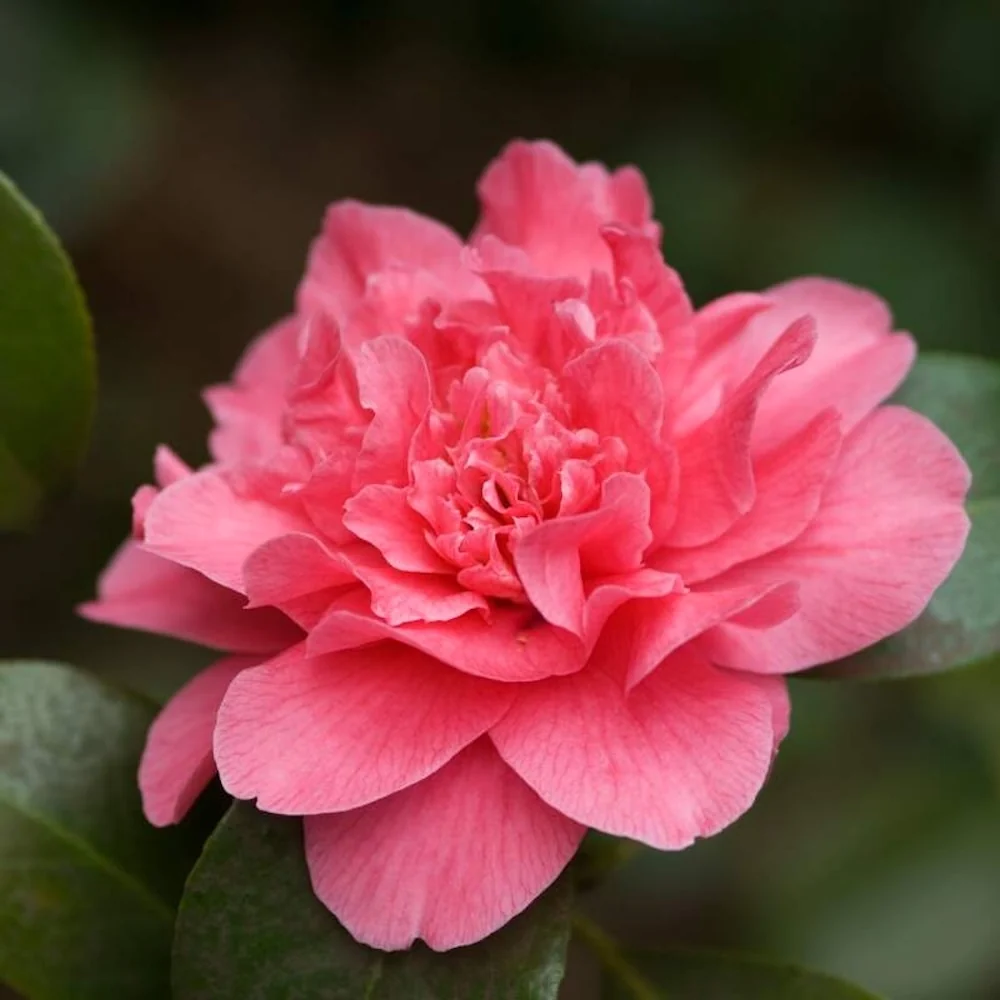 Camellia japonica 'Her Majesty Queen Elizabeth II' - floare dubla (rezistenta la inghet)