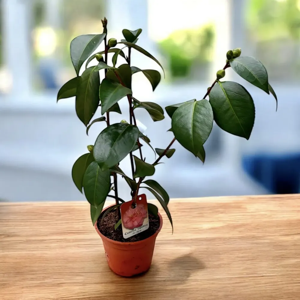 Camellia japonica 'Her Majesty Queen Elizabeth II' - floare dubla (rezistenta la inghet)