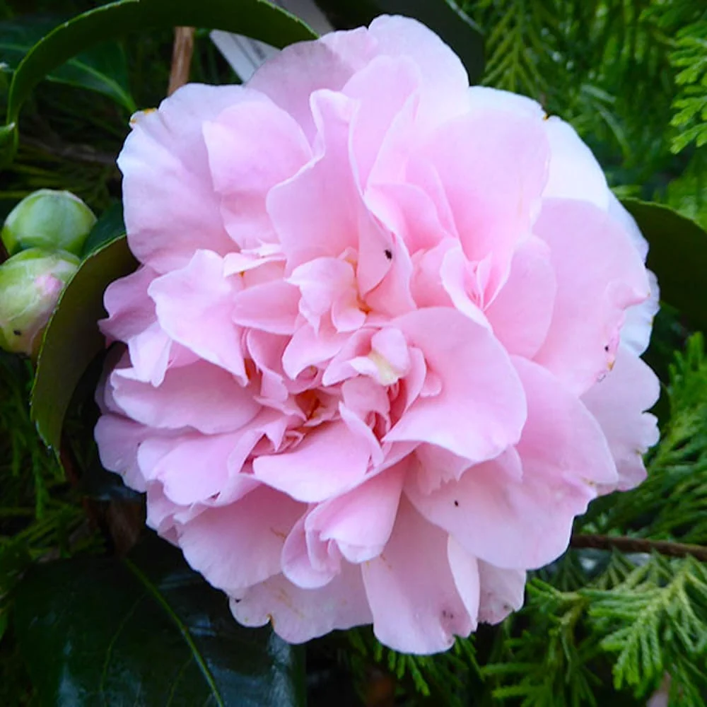Camellia japonica 'King's Ramson' * floarea dubla roz (rezistenta la inghet)