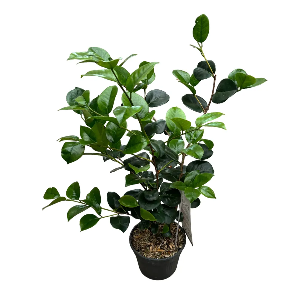 Camellia japonica 'Lady Campbell' (Rezistenta la inghet)