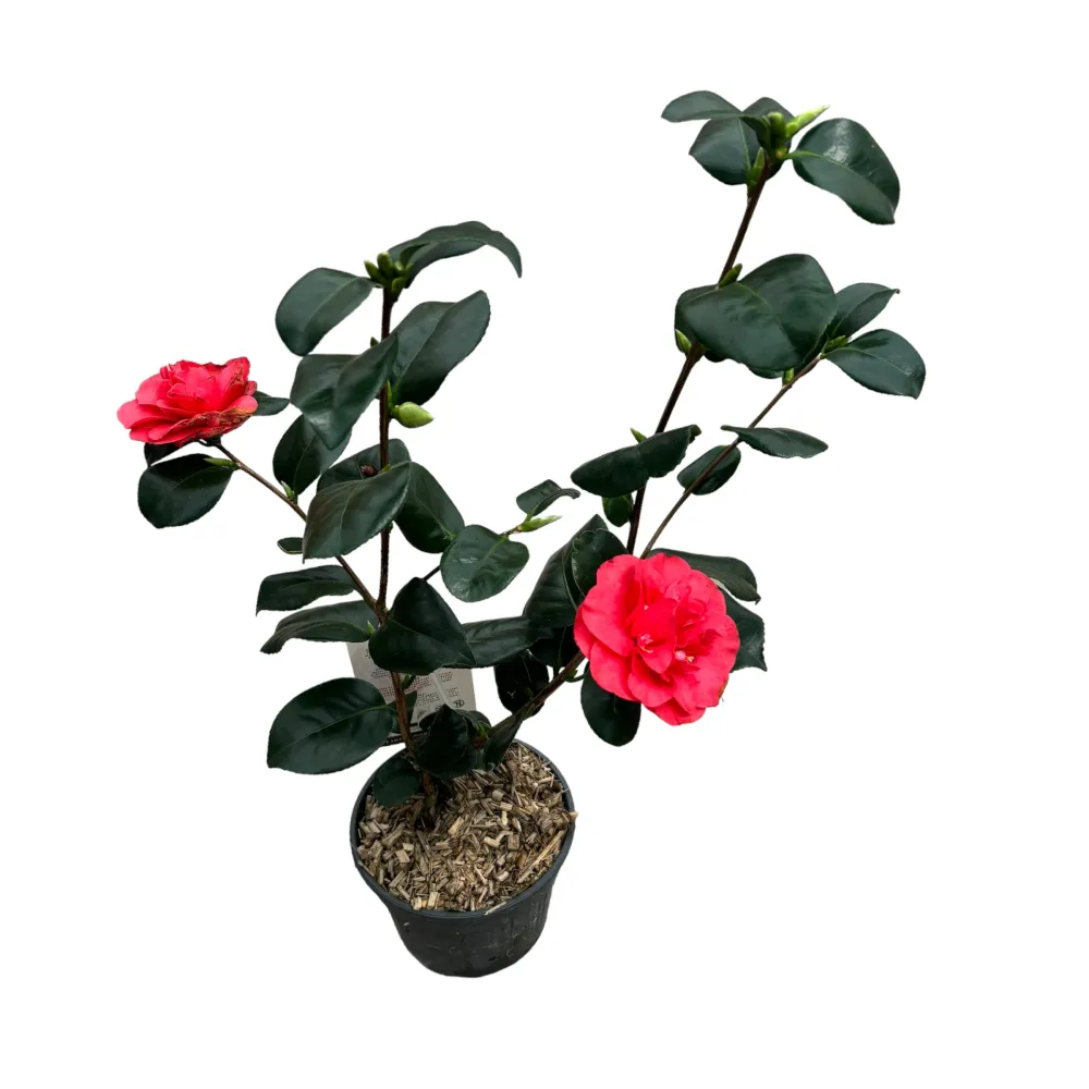 Camellia japonica 'Lady Campbell' (Rezistenta la inghet)