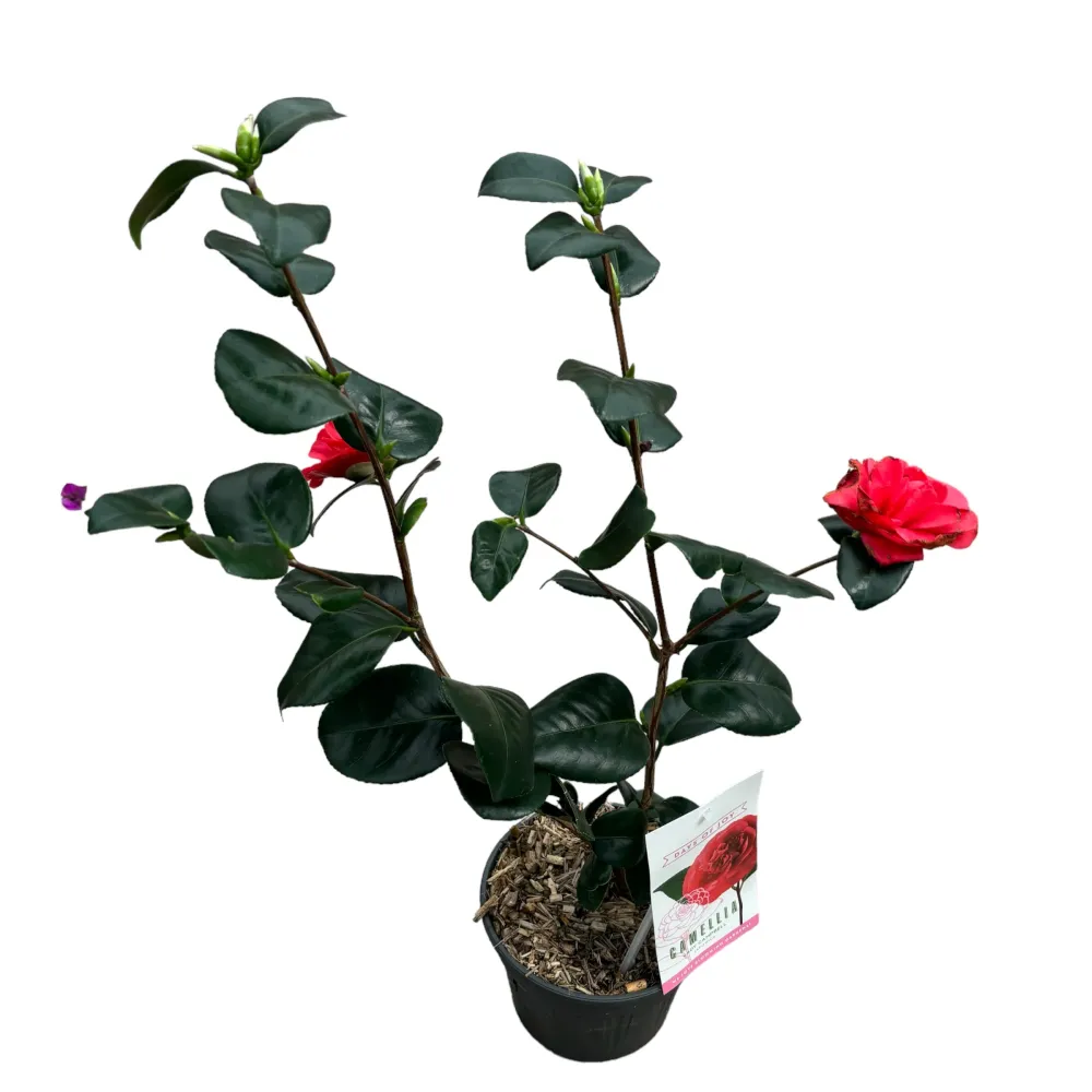 Camellia japonica 'Lady Campbell' (Rezistenta la inghet)