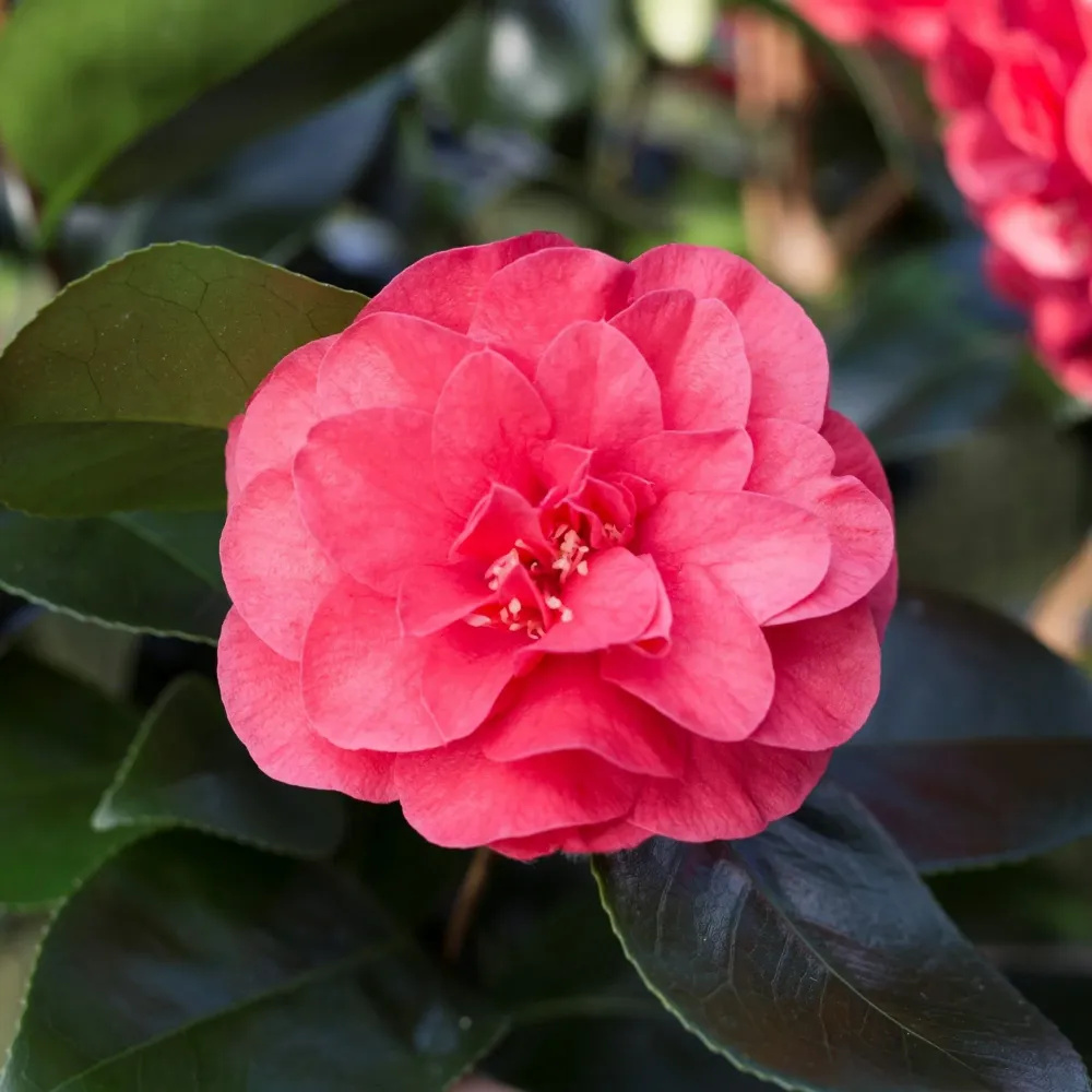 Camellia japonica 'Lady Campbell' (Rezistenta la inghet)
