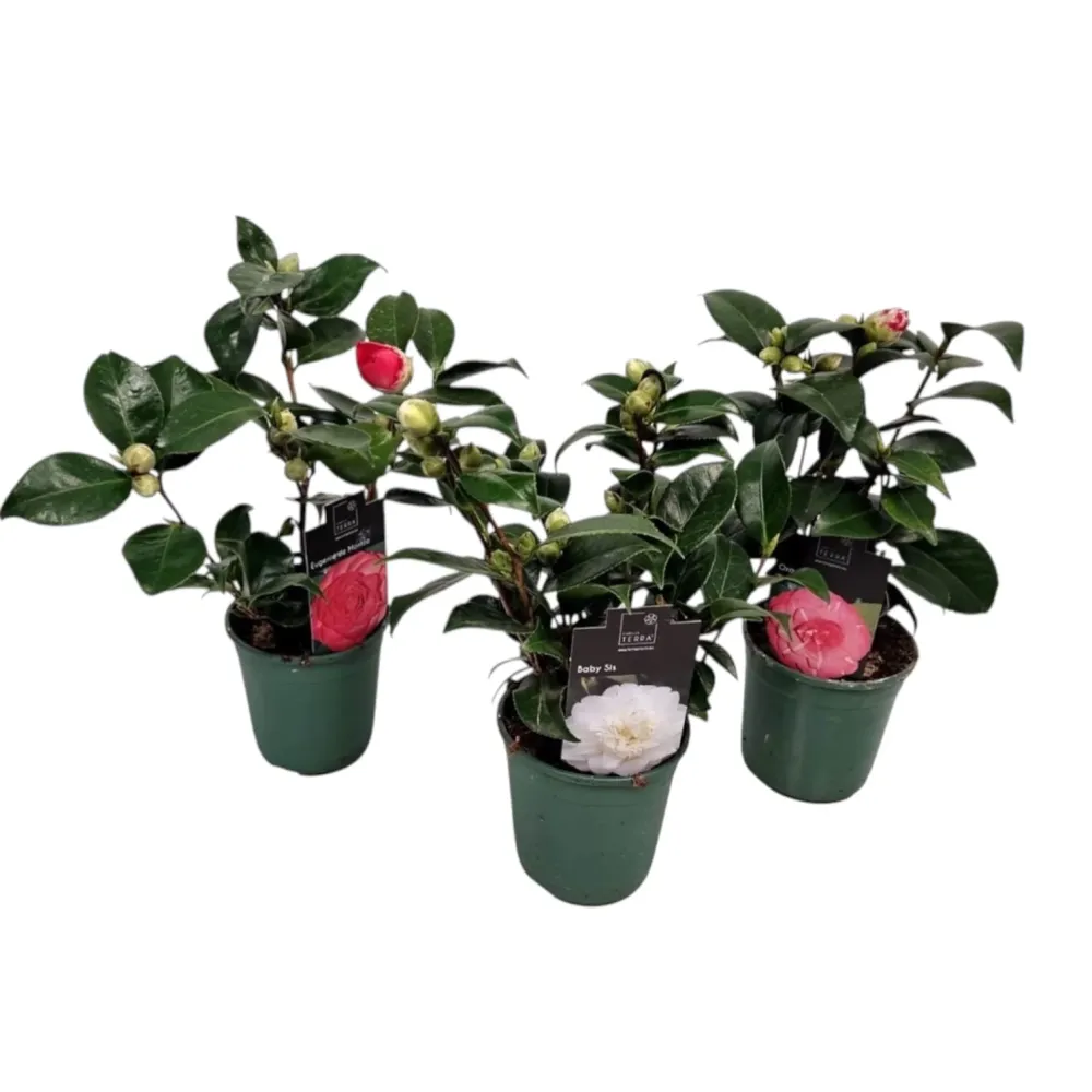 Camellia japonica mix