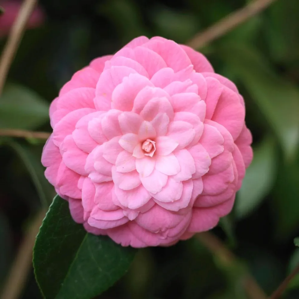 Camellia japonica 'Mrs. Tingley' - floare dubla (rezistenta la inghet)