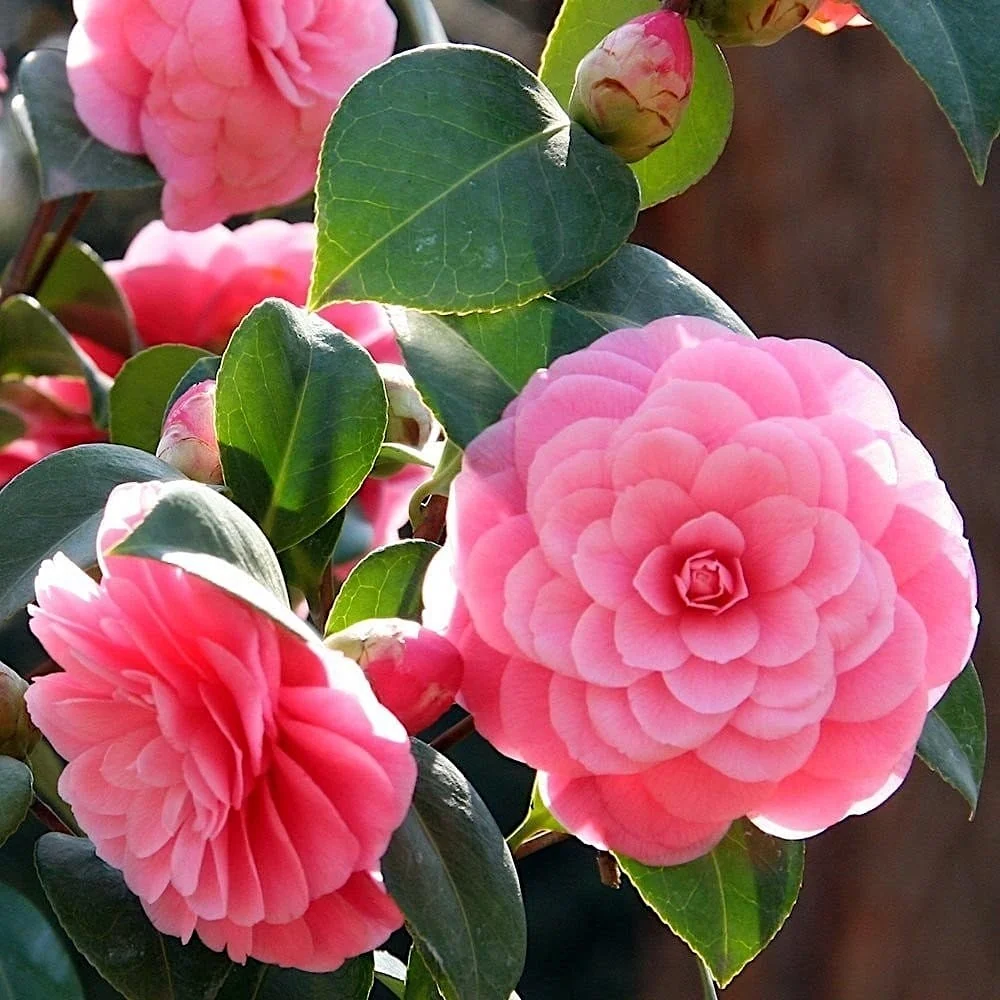 Camellia japonica 'Mrs. Tingley' - floare dubla (rezistenta la inghet)
