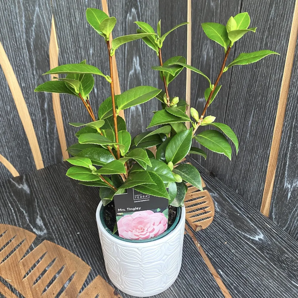 Camellia japonica 'Mrs. Tingley' - floare dubla (rezistenta la inghet)