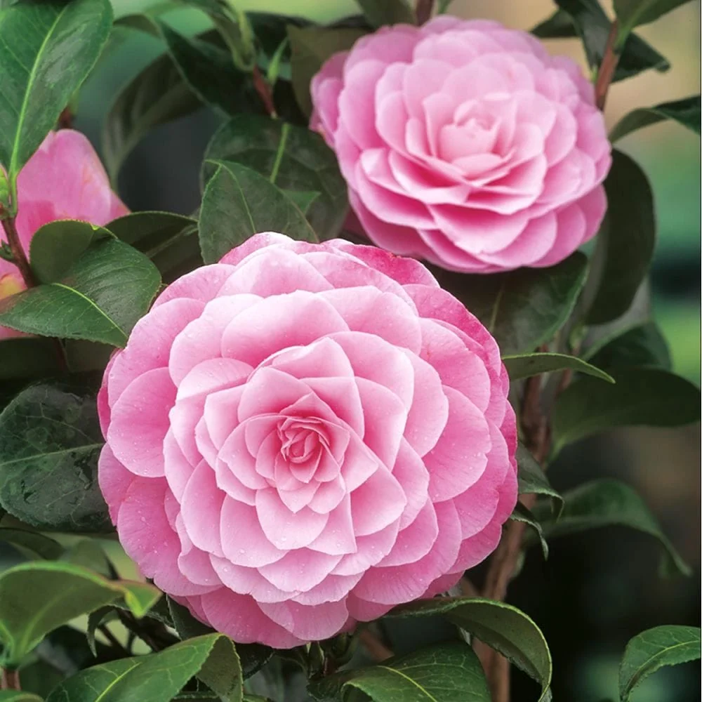 Camellia japonica 'Nuccio's Cameo' - rezistenta la inghet