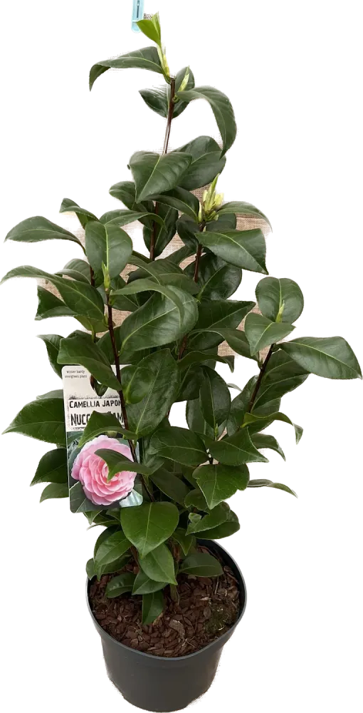 Camellia japonica 'Nuccio's Cameo' - rezistenta la inghet