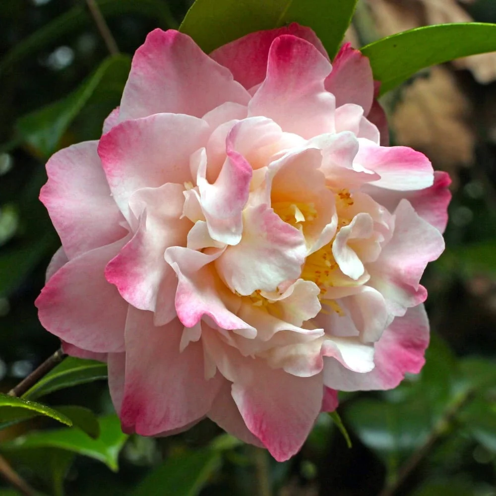 Camellia japonica 'Nuccio's Jewel' * floarea dubla roz (rezistenta la inghet)