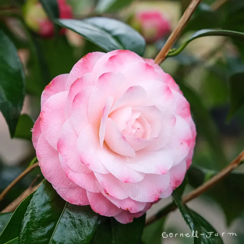 Camellia japonica 'Nuccio's Pearl' - rezistenta la inghet