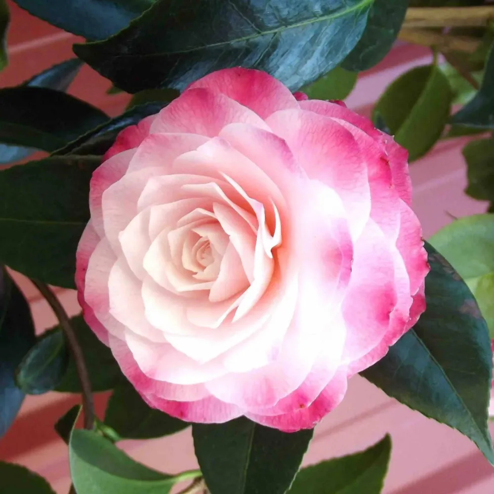 Camellia japonica 'Nuccio's Pearl' - rezistenta la inghet