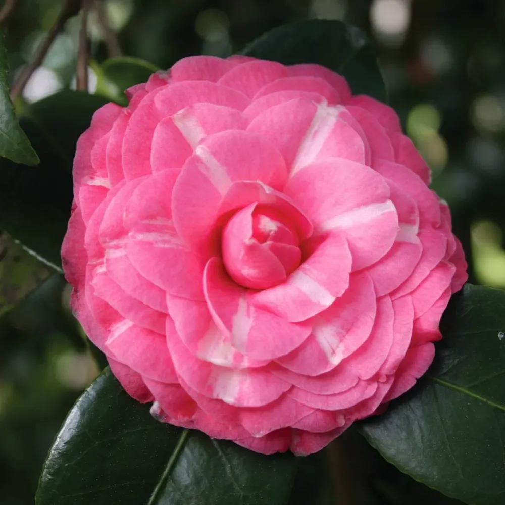 Camellia japonica 'Orandako' - floare dubla (rezistenta la inghet)