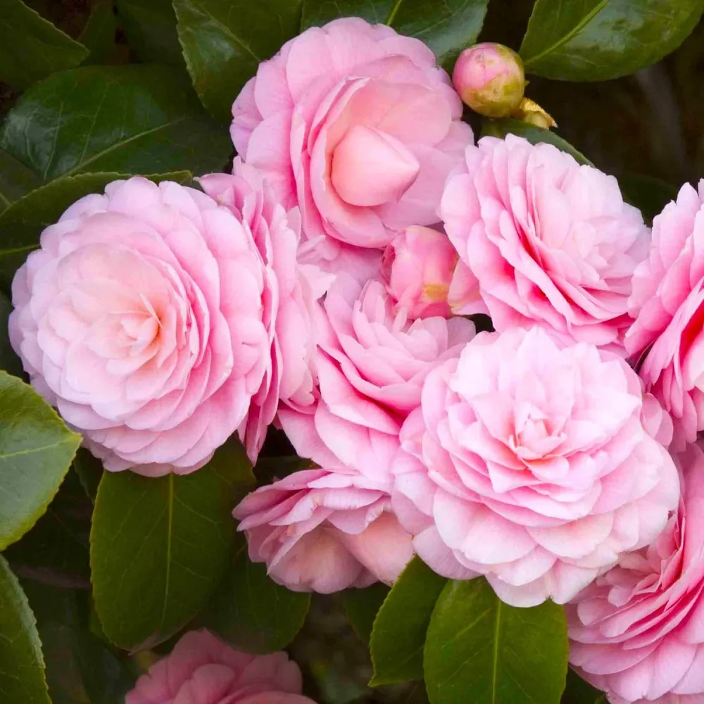 Camellia japonica 'Pearl Maxwell' - floare dubla roz (rezistenta la inghet)