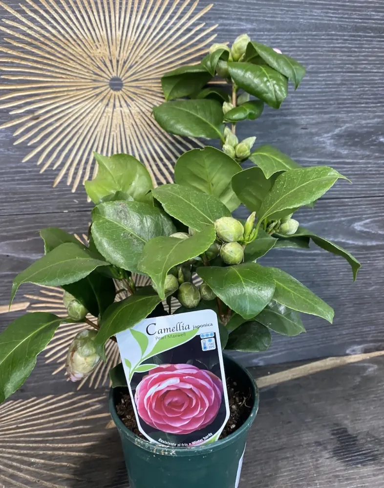 Camellia japonica 'Pearl Maxwell' - floare dubla roz (rezistenta la inghet)