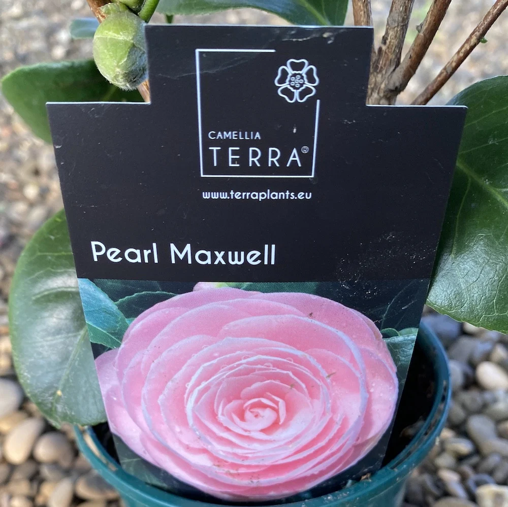 Camellia japonica 'Pearl Maxwell' - floare dubla roz (rezistenta la inghet)