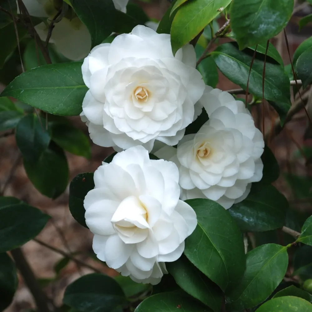 Camellia japonica 'Powder Puff' - floare dubla (rezistenta la inghet)