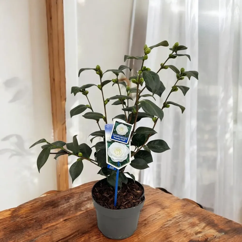 Camellia japonica 'Powder Puff' - floare dubla (rezistenta la inghet)