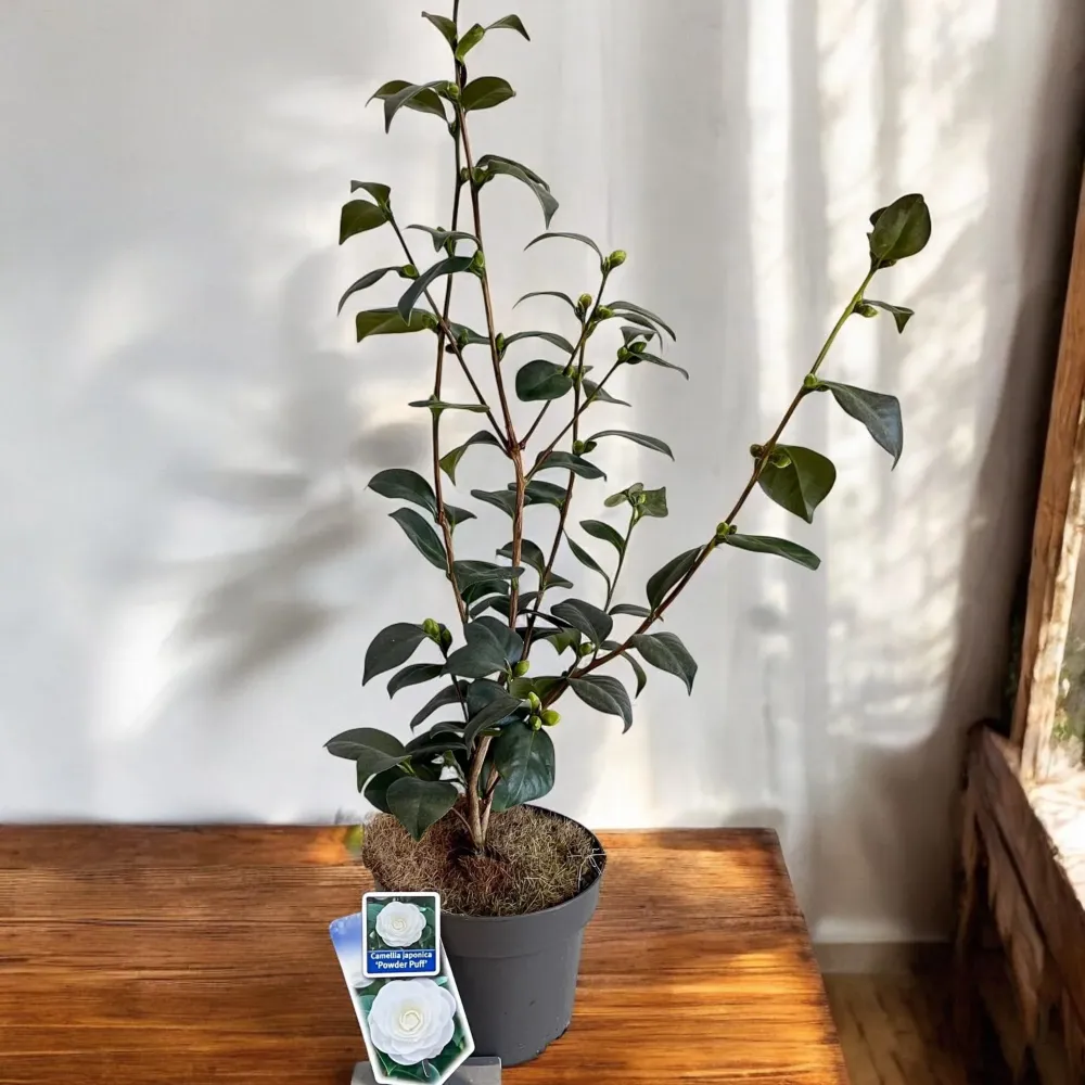 Camellia japonica 'Powder Puff' - floare dubla (rezistenta la inghet)