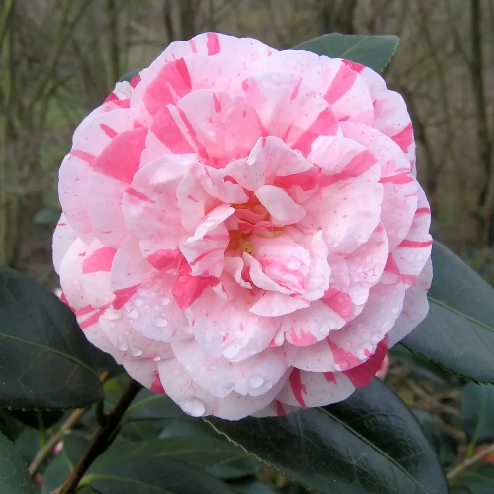 Camellia japonica 'Princess Clotilde' - floare dubla (rezistenta la inghet)