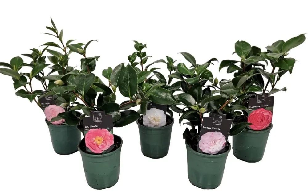 Camellia japonica 'Princess Clotilde' - floare dubla (rezistenta la inghet)