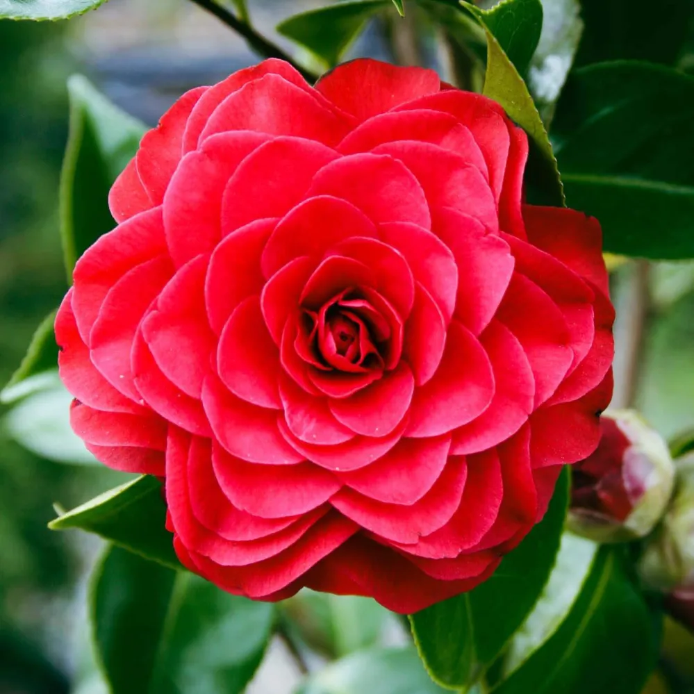 Camellia japonica 'Roger Hall' - floare dubla (rezistenta la inghet)
