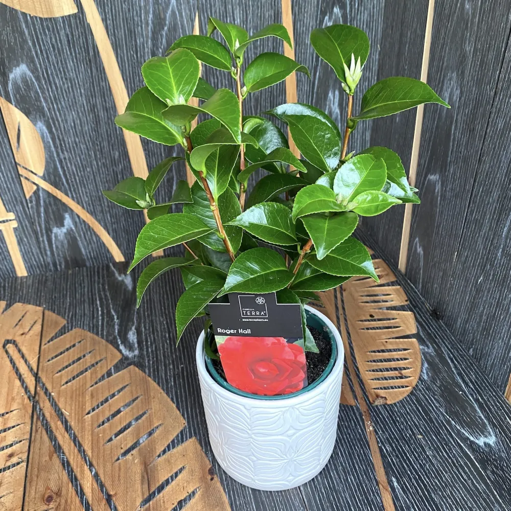 Camellia japonica 'Roger Hall' - floare dubla (rezistenta la inghet)