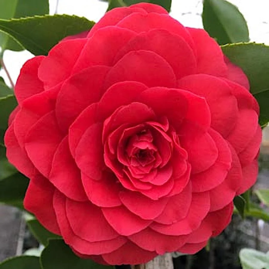 Camellia japonica 'Roger Hall' - floare dubla (rezistenta la inghet)