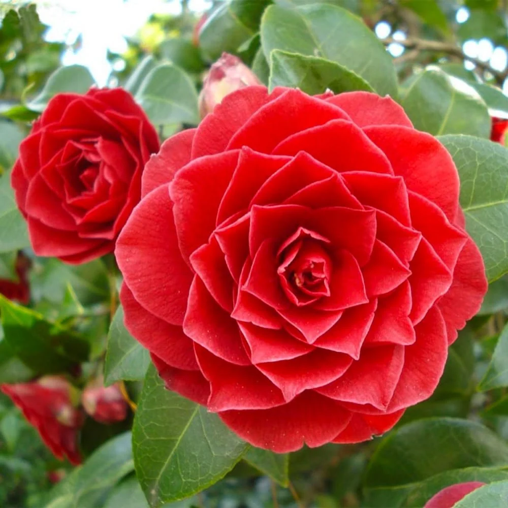 Camellia japonica 'Roja' * floarea dubla rosie (rezistenta la inghet)