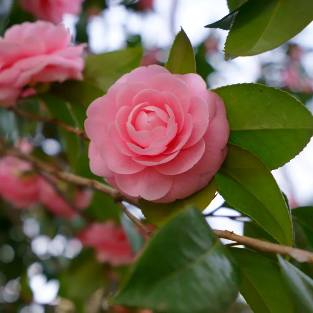 Camellia japonica 'Rosa' * floarea dubla roz (rezistenta la inghet)