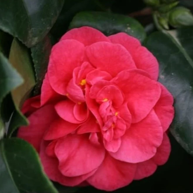 Camellia japonica 'Santorelli' - floare dubla (rezistenta la inghet)