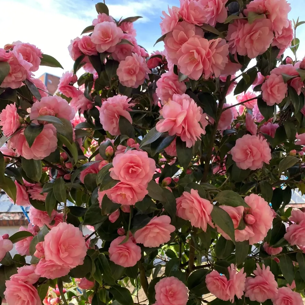 Camellia japonica 'Spring Festival' - floare dubla (rezistenta la inghet)