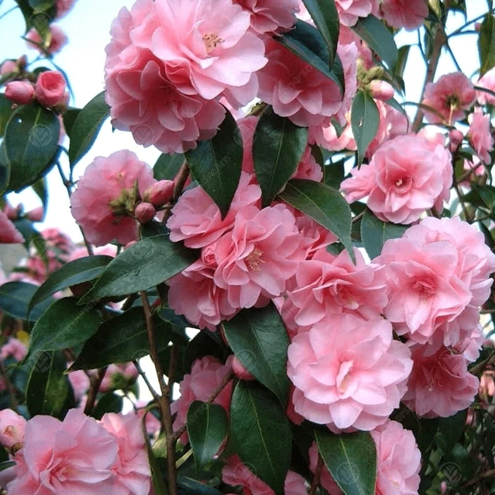 Camellia japonica 'Spring Festival' - floare dubla (rezistenta la inghet)