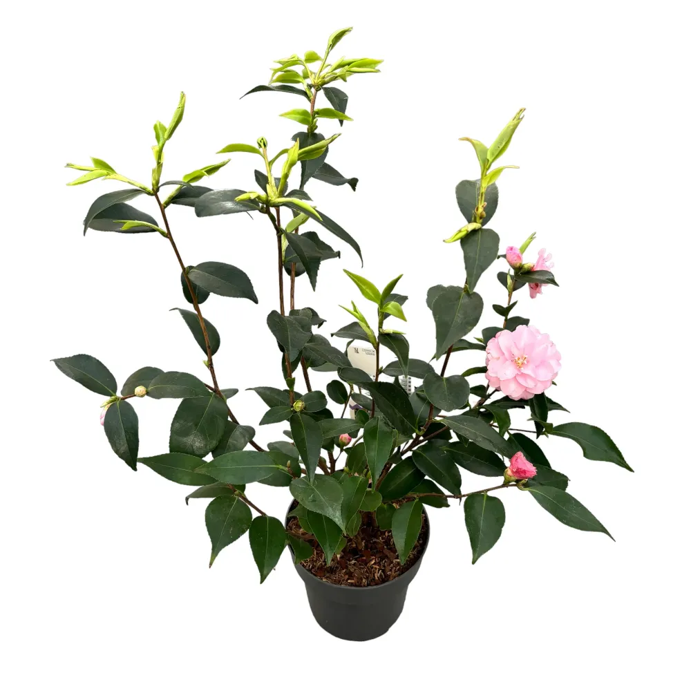Camellia japonica 'Spring Festival' - floare dubla (rezistenta la inghet)