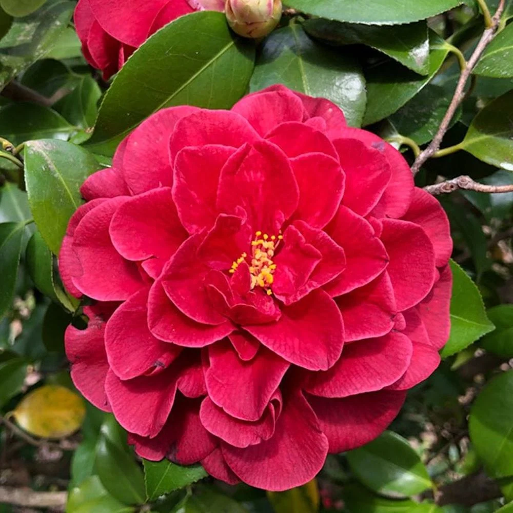 Camellia japonica 'Tom Knudsen' - floare dubla (rezistenta la inghet)