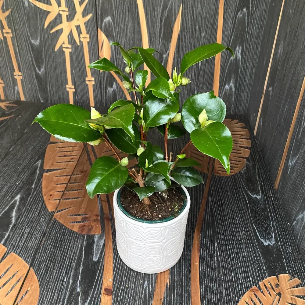 Camellia japonica 'Tom Knudsen' - floare dubla (rezistenta la inghet)