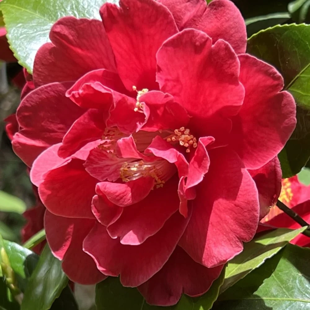 Camellia japonica 'Yosemite Red' - floare dubla (rezistenta la inghet)