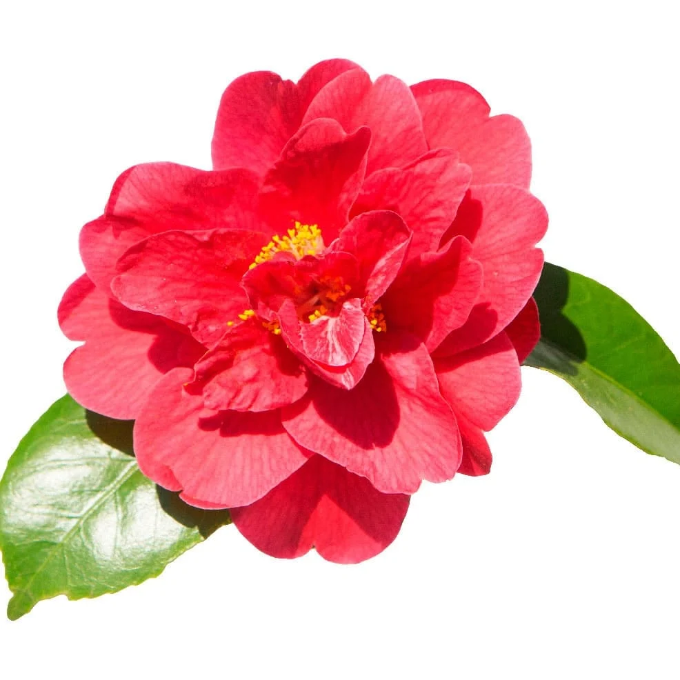 Camellia japonica 'Yosemite Red' - floare dubla (rezistenta la inghet)