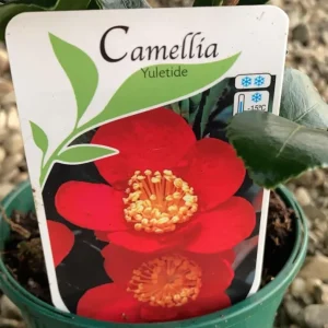 Camellia japonica Yuletide (rezistenta la inghet)