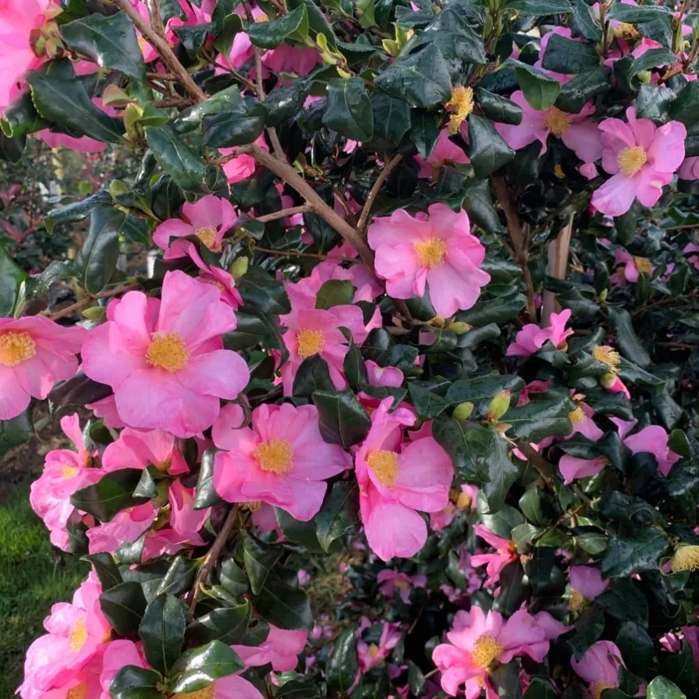 Camellia sasanqua 'Cleopatra' - rezistenta la frig