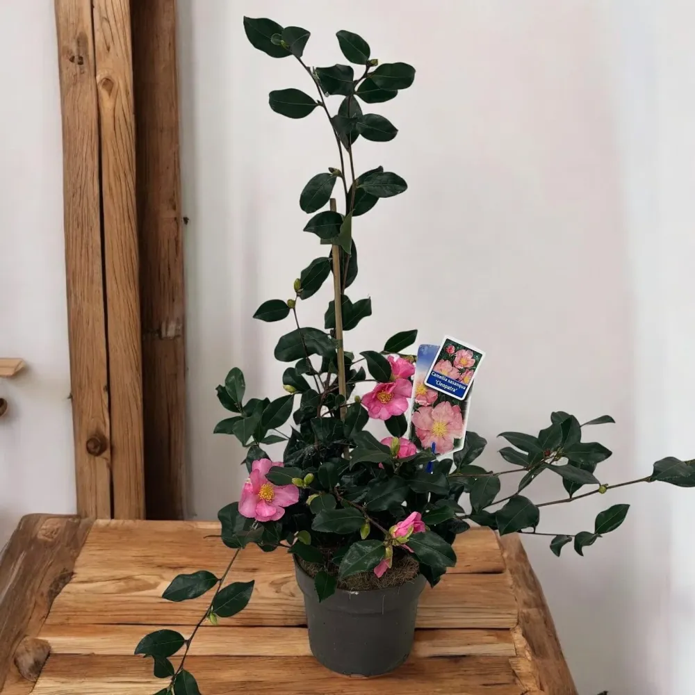 Camellia sasanqua 'Cleopatra' - rezistenta la frig