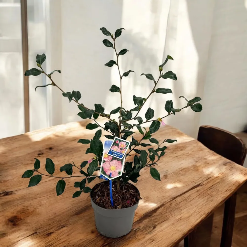Camellia sasanqua 'Cleopatra' - rezistenta la frig